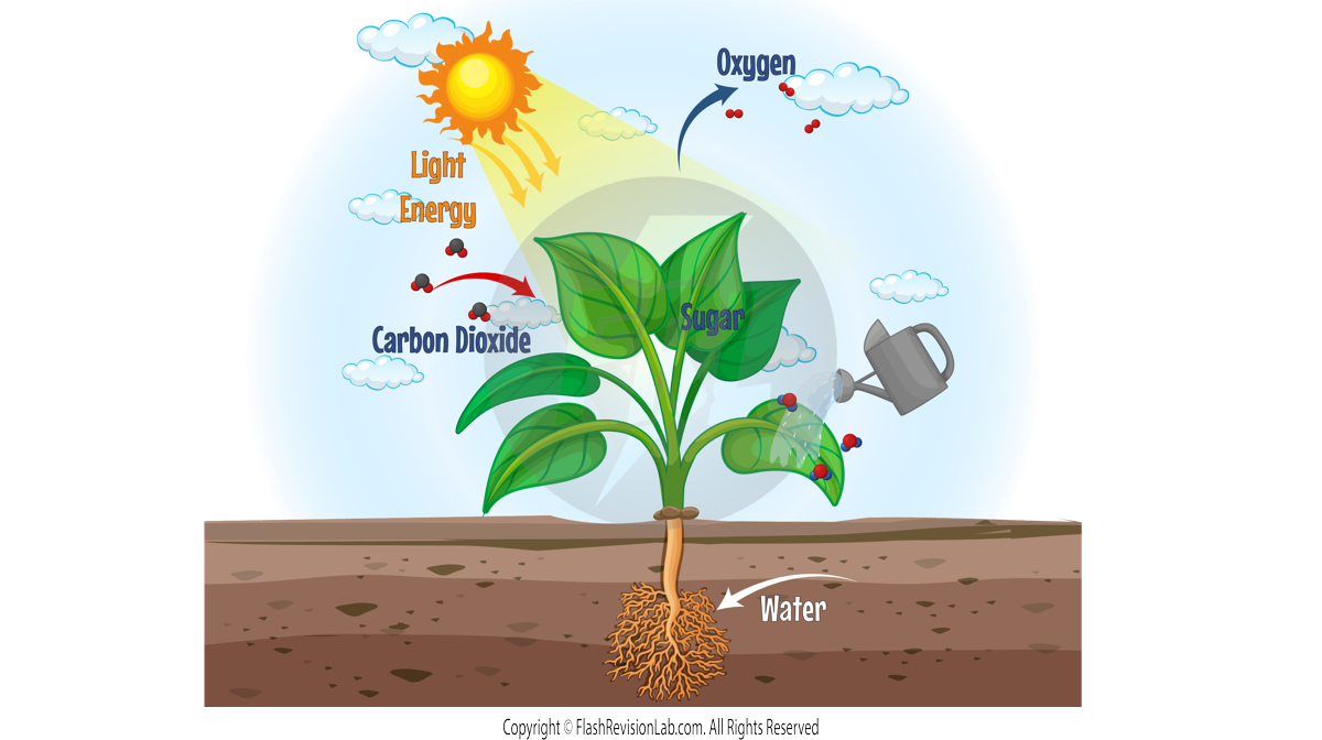 Photosynthesis